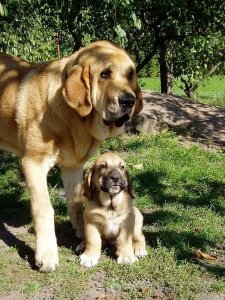 ​全世界真正得以流行的犬种之一--西班牙獒犬