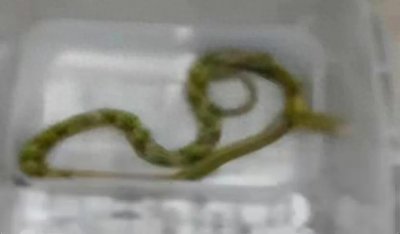 ​蛇进家门:吉兆还是隐忧？