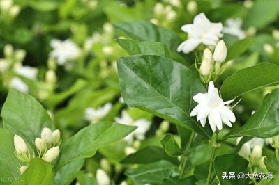 ​茉莉花扦插如何快速生根？插穗、湿度、时间三大要素很关键！