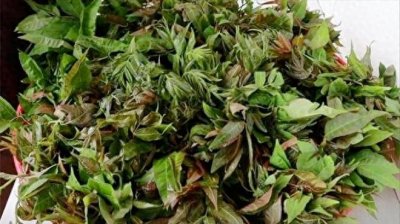 ​香椿保存神操作！搓一搓、冻一年，错过春天也能吃上鲜香嫩芽