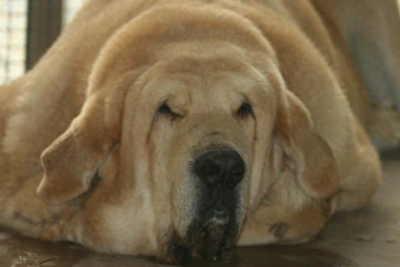 西班牙獒，真正的欧洲最凶悍烈性犬