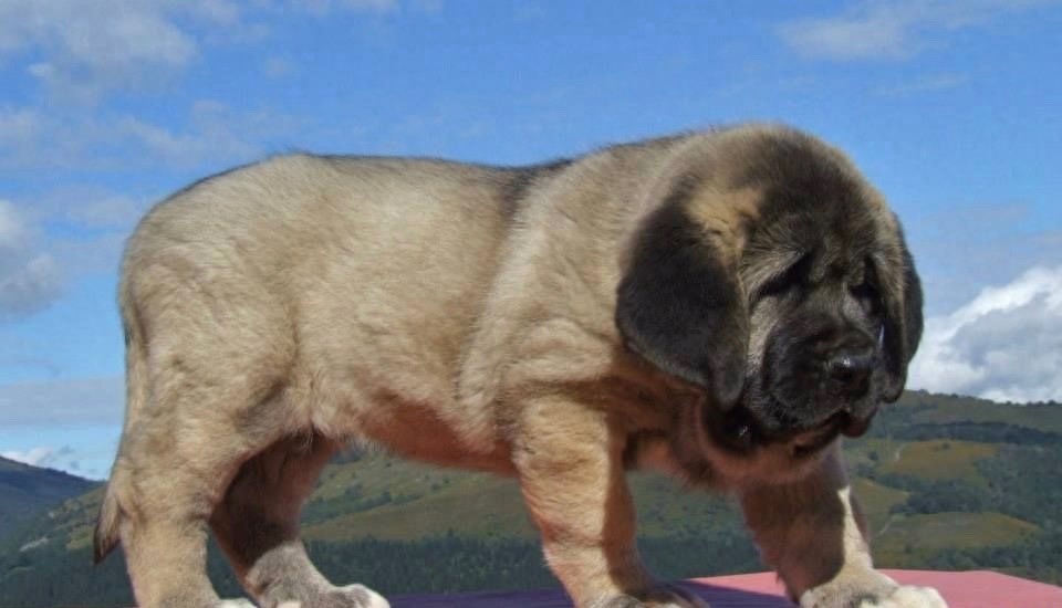 西班牙獒，真正的欧洲最凶悍烈性犬