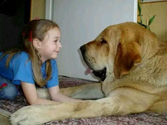 西班牙獒，真正的欧洲最凶悍烈性犬