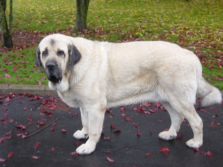 西班牙獒，真正的欧洲最凶悍烈性犬