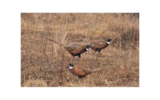 被家暴后到派出所报案流程是怎样的？