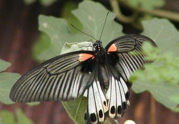 大孔雀蝶的外形特点和生活特征,大孔雀蝶的外形是什么样的图2
