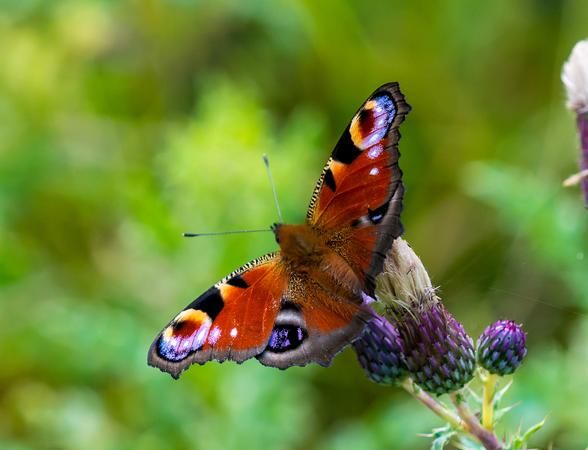 大孔雀蝶的外形特点