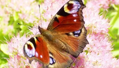 大孔雀蝶的外形特点和生活特征,大孔雀蝶的外形是什么样的图6