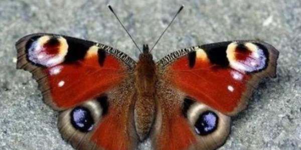 大孔雀蝶的外形特点和生活特征,大孔雀蝶的外形是什么样的图3