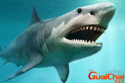 ​目前海洋中的巨齿鲨灭绝了吗？当今海洋中有能和巨齿鲨抗衡的吗？