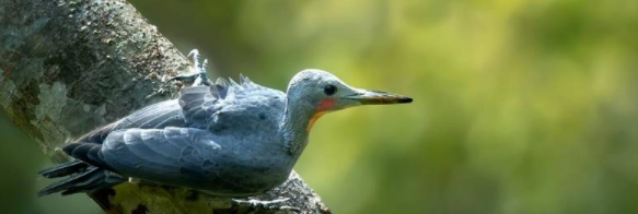 啄木鸟的特点,啄木鸟有 怎样的特点 象征什么图1