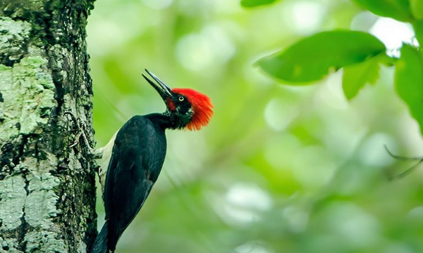 啄木鸟的特点,啄木鸟有 怎样的特点 象征什么图4