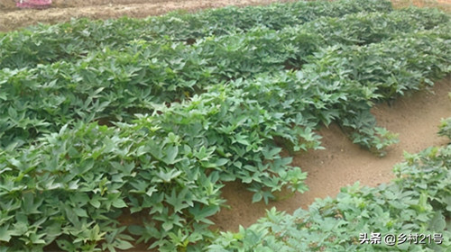 红薯栽上后几天缓苗(红薯苗种在土里的缓苗时间)