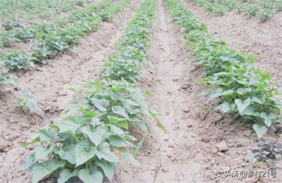 ​红薯栽上后几天缓苗(红薯苗种在土里的缓苗时间)