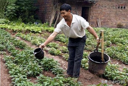 红薯栽上后几天缓苗(红薯苗种在土里的缓苗时间)