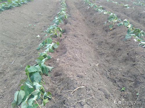 红薯栽上后几天缓苗(红薯苗种在土里的缓苗时间)