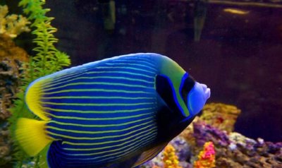 ​海洋生物有哪些,海洋生物有什么