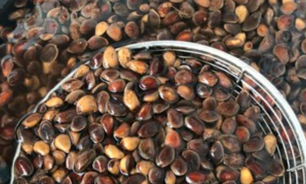 生松子怎么炒开口,生松子怎么炒熟并开口的微波炉图2