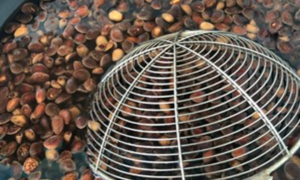 生松子怎么炒开口,生松子怎么炒熟并开口的微波炉图1