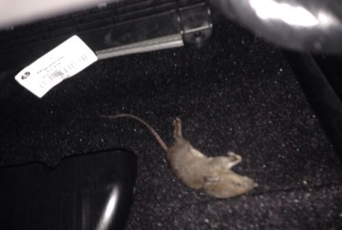 枕芯上有老鼠尿怎么清洗