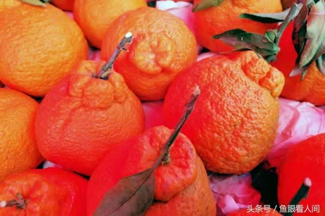 丑橘是凉性的还是热性的-（丑桔是凉性还是热性）