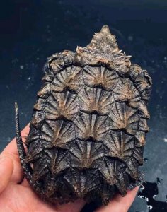 ​鳄龟怎么养（鳄龟养殖技术）