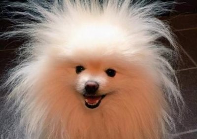 ​你们是否知道杜宾修耳呢？看似残忍却提高了它的相貌与气质