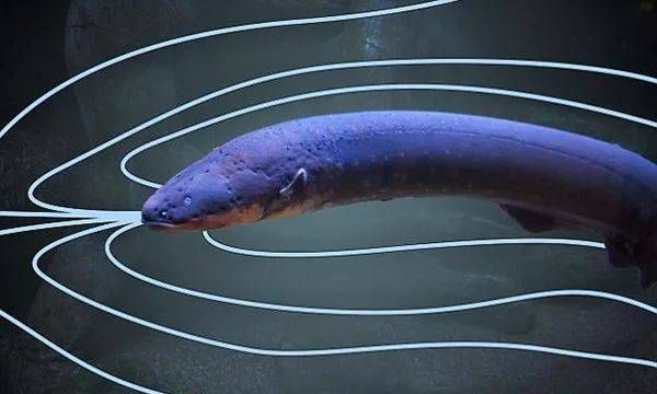 电鳗产生的电，能电死人吗