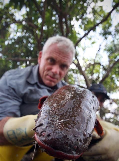 电鳗能电死人吗，电鳗产生的电，能电死人吗？图4