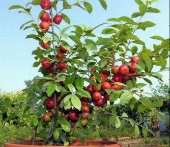 ​因其钙含量超高，被称为钙果，果农掌握以下几点，能收获优质高产