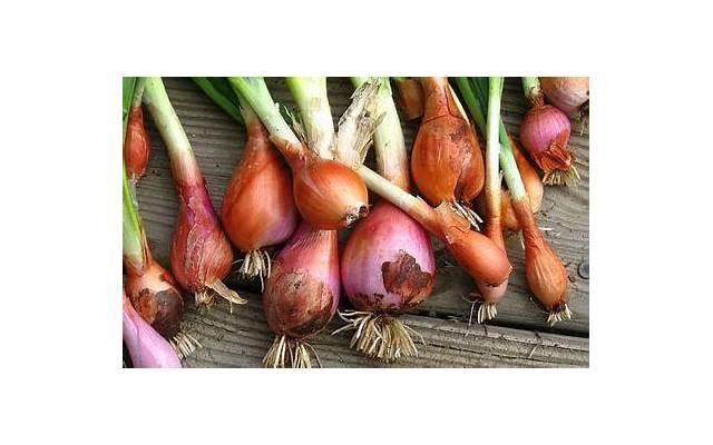 倒春寒是什么意思（倒春寒是什么意思天气）