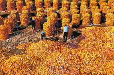 ​今年，河北石家庄栾城玉米单产大幅提升 一个整建制推进县的单产攻坚战
