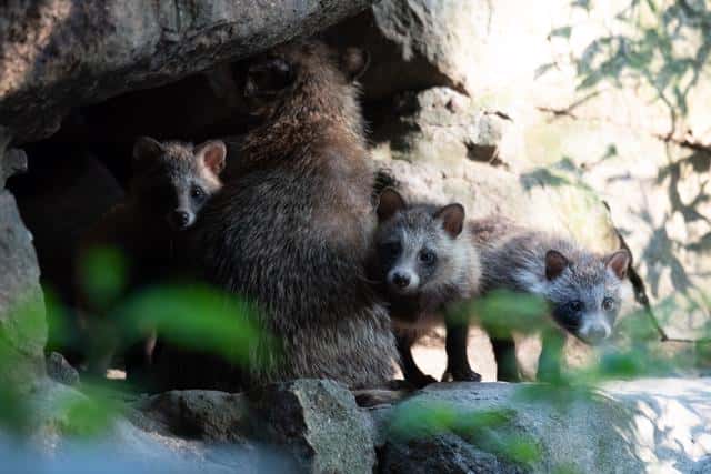 貉子是什么动物貉字怎么读（貉子是什么动物）