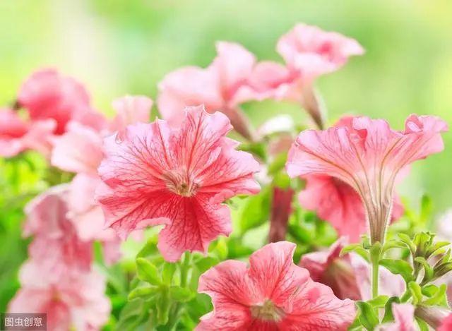 花钟里有什么花分别在几点开(看看哪朵花开了就知道)(5)