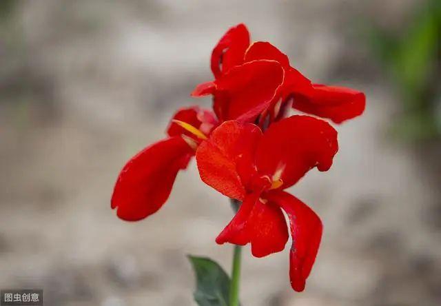 花钟里有什么花分别在几点开(看看哪朵花开了就知道)(52)