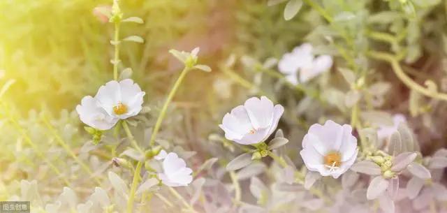 花钟里有什么花分别在几点开(看看哪朵花开了就知道)(66)