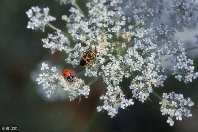 花钟里有什么花分别在几点开(看看哪朵花开了就知道)(2)
