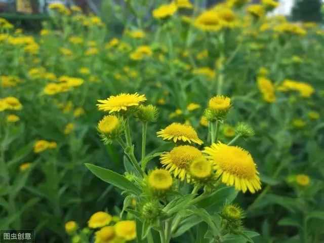 花钟里有什么花分别在几点开(看看哪朵花开了就知道)(61)