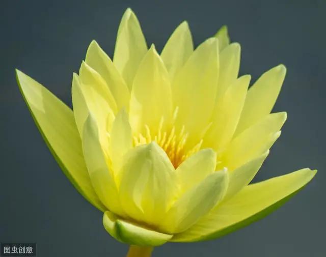 花钟里有什么花分别在几点开(看看哪朵花开了就知道)(40)