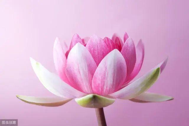 花钟里有什么花分别在几点开(看看哪朵花开了就知道)(13)