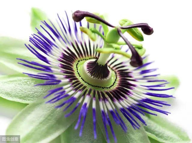 花钟里有什么花分别在几点开(看看哪朵花开了就知道)(68)