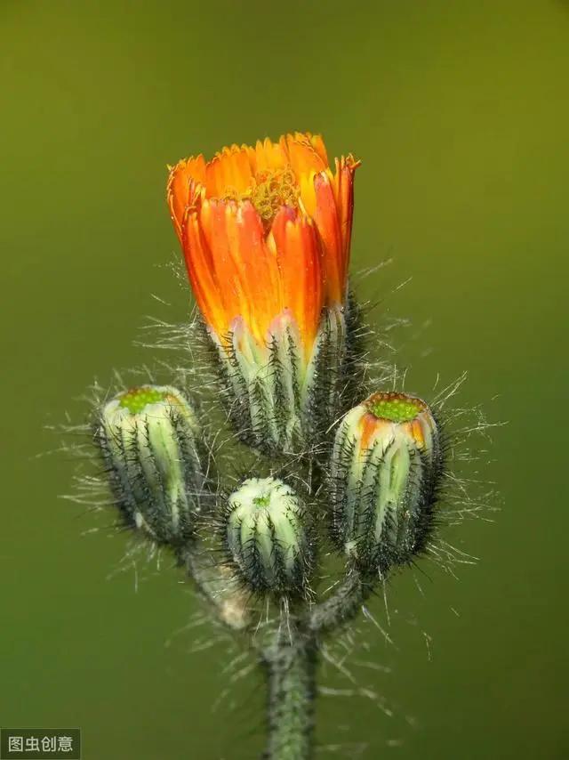 花钟里有什么花分别在几点开(看看哪朵花开了就知道)(33)