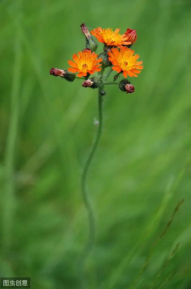花钟里有什么花分别在几点开(看看哪朵花开了就知道)(34)