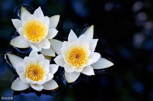 花钟里有什么花分别在几点开(看看哪朵花开了就知道)(38)