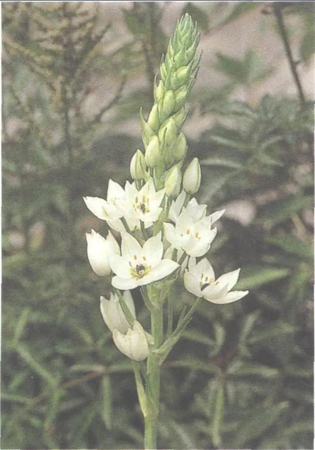 花钟里有什么花分别在几点开(看看哪朵花开了就知道)(57)