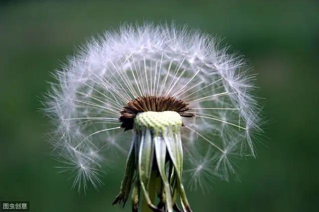 花钟里有什么花分别在几点开(看看哪朵花开了就知道)(28)