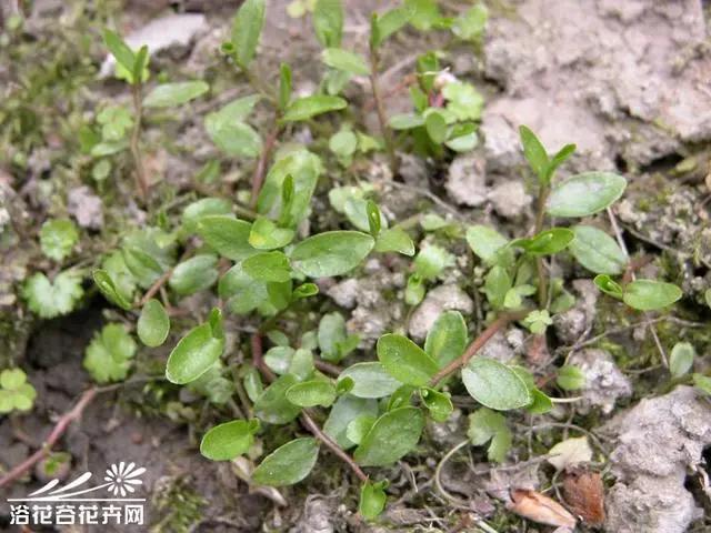 花钟里有什么花分别在几点开(看看哪朵花开了就知道)(48)