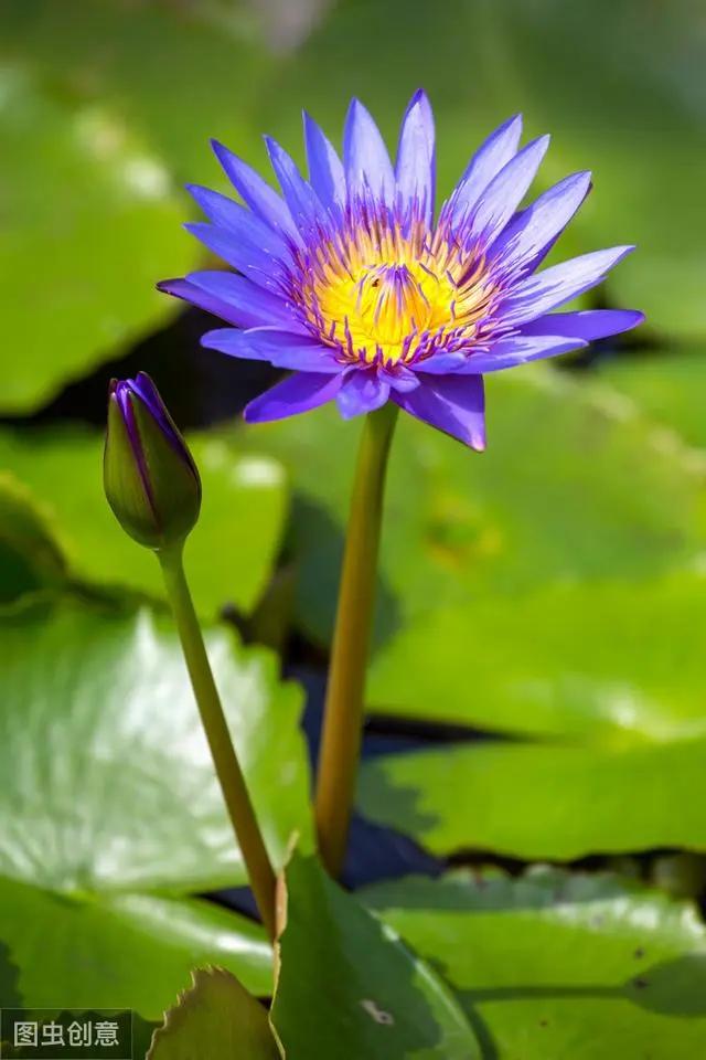 花钟里有什么花分别在几点开(看看哪朵花开了就知道)(36)