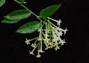 花钟里有什么花分别在几点开(看看哪朵花开了就知道)(84)