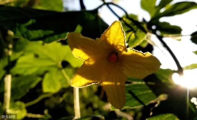 花钟里有什么花分别在几点开(看看哪朵花开了就知道)(83)